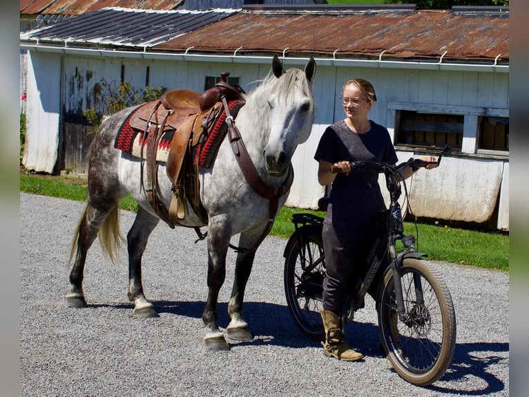 American Quarter Horse Mix Wałach 8 lat 147 cm Siwa in Millersburg, OH
