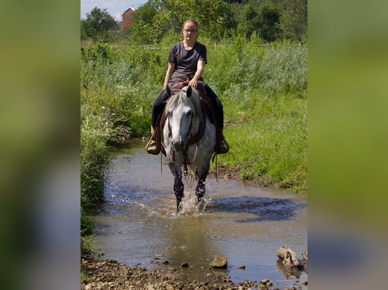 American Quarter Horse Mix Wałach 8 lat 147 cm Siwa in Millersburg, OH