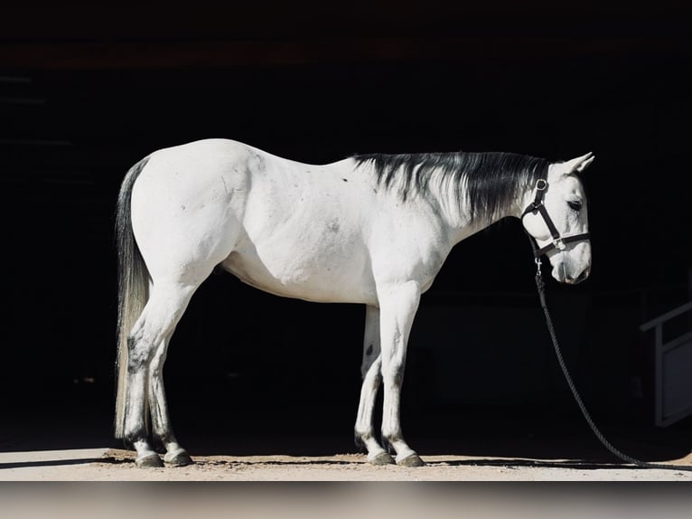 American Quarter Horse Wałach 8 lat 147 cm Siwa in Whitesboro, TX