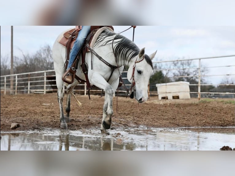 American Quarter Horse Wałach 8 lat 147 cm Siwa in Whitesboro, TX