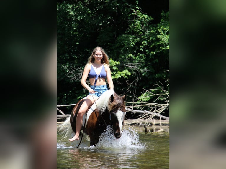 American Quarter Horse Wałach 8 lat 147 cm Tobiano wszelkich maści in Highland Mi