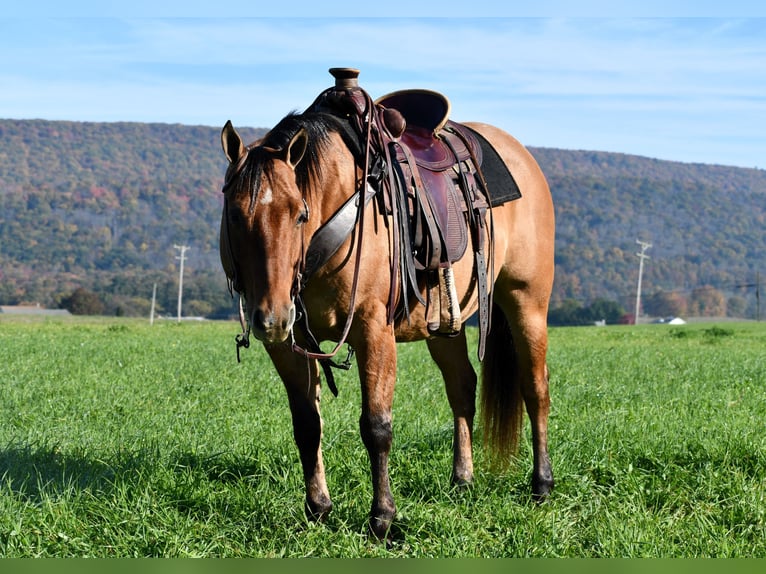 American Quarter Horse Wałach 8 lat 150 cm Bułana in Howard