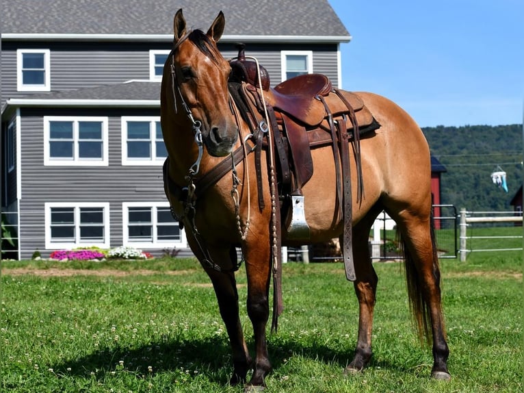 American Quarter Horse Wałach 8 lat 150 cm Bułana in Rebersburg, PA