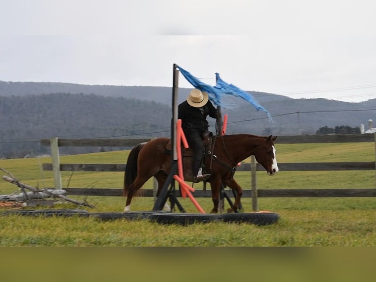 American Quarter Horse Wałach 8 lat 150 cm Ciemnokasztanowata in Rebersburg