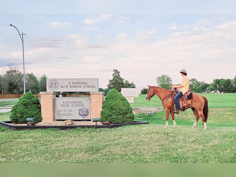 American Quarter Horse Wałach 8 lat 150 cm Ciemnokasztanowata in LaCygne KS