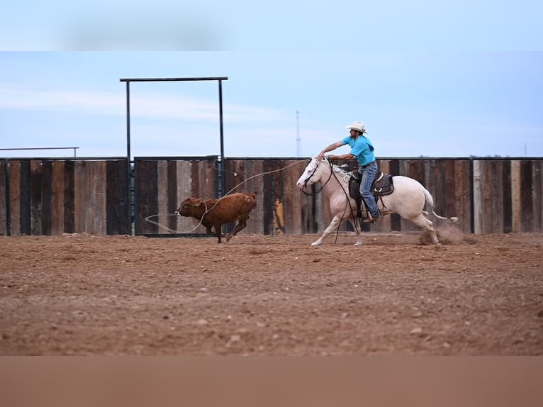 American Quarter Horse Wałach 8 lat 150 cm Cremello in Canyon, TX