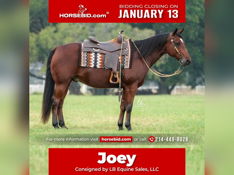 American Quarter Horse Wałach 8 lat 150 cm Gniada in Terrell, TX