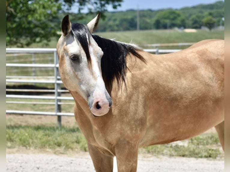 American Quarter Horse Wałach 8 lat 150 cm Jelenia in Sweet Springs, MO