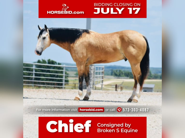 American Quarter Horse Wałach 8 lat 150 cm Jelenia in Sweet Springs, MO