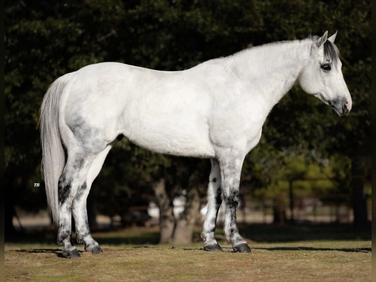 American Quarter Horse Wałach 8 lat 150 cm Siwa jabłkowita in Ponder, TX