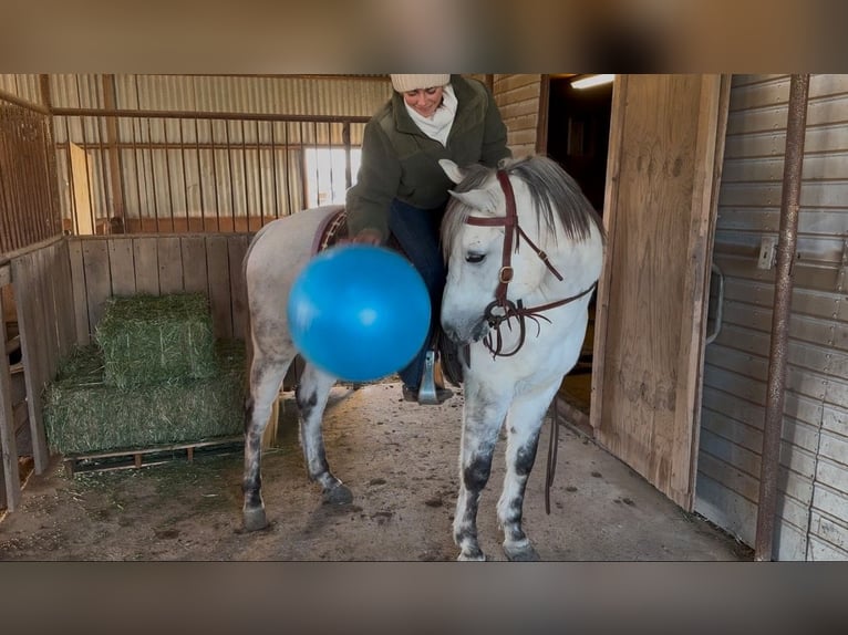 American Quarter Horse Wałach 8 lat 150 cm Siwa jabłkowita in Ponder, TX