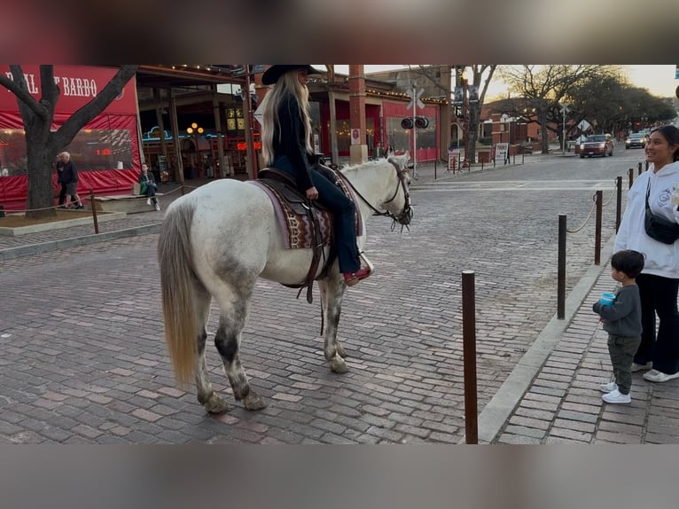 American Quarter Horse Wałach 8 lat 150 cm Siwa jabłkowita in Ponder, TX