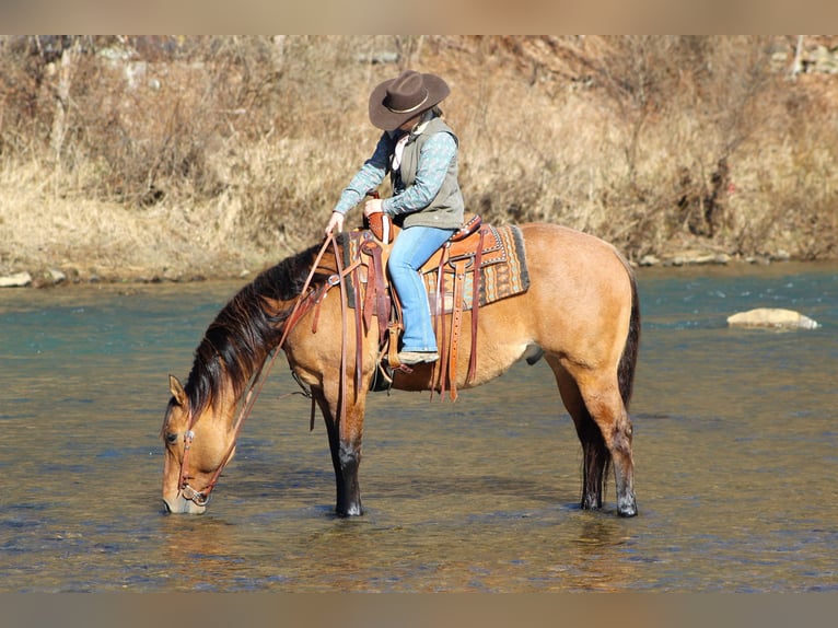 American Quarter Horse Wałach 8 lat 152 cm Bułana in Clarion, PA