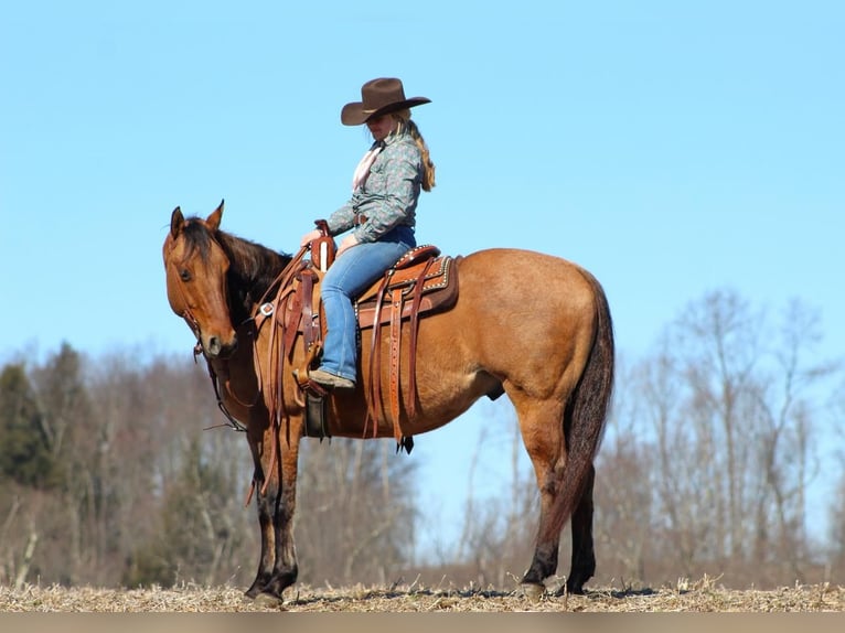 American Quarter Horse Wałach 8 lat 152 cm Bułana in Clarion, PA