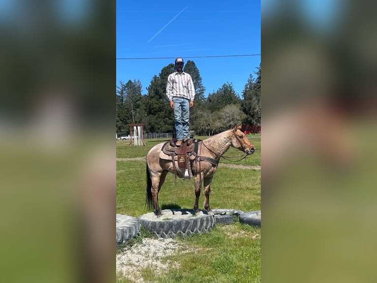 American Quarter Horse Wałach 8 lat 152 cm Bułana in Paicines CA