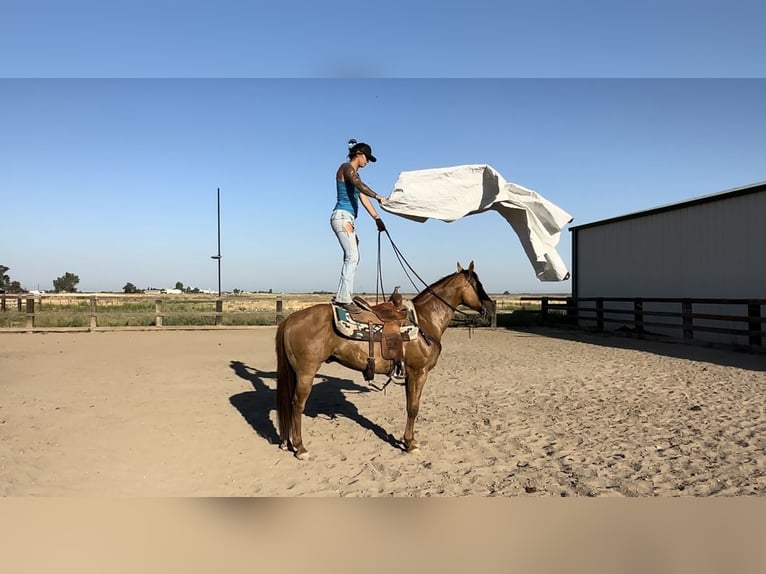 American Quarter Horse Wałach 8 lat 152 cm Bułana in Pleasant Grove CA