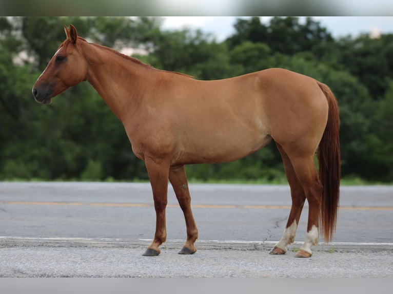 American Quarter Horse Wałach 8 lat 152 cm Bułana in Princeton MO