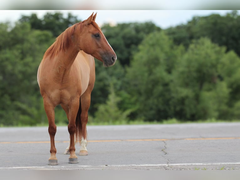 American Quarter Horse Wałach 8 lat 152 cm Bułana in Princeton MO