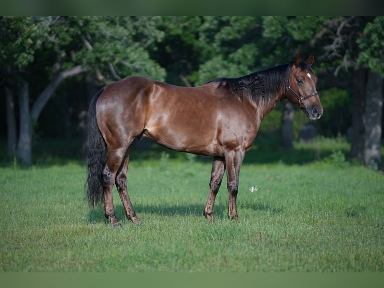 American Quarter Horse Wałach 8 lat 152 cm Ciemnokasztanowata in Weatherford