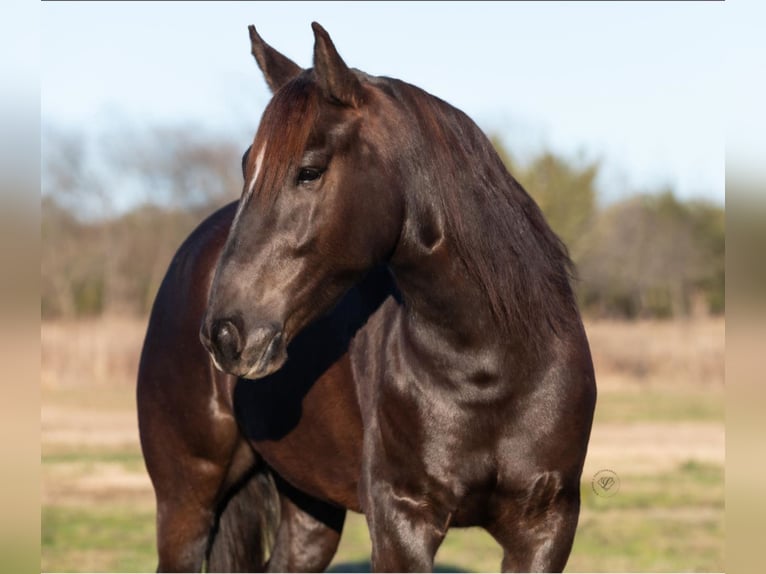 American Quarter Horse Wałach 8 lat 152 cm Ciemnokasztanowata in Raveena, TX