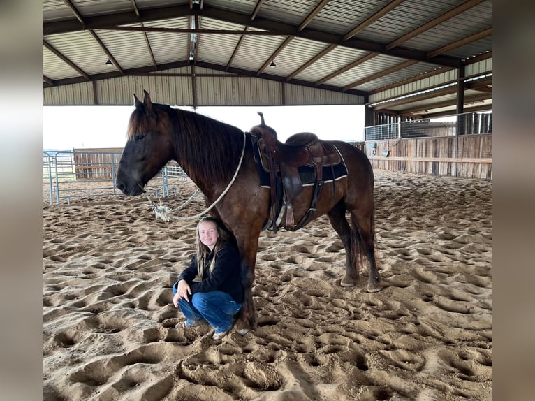 American Quarter Horse Wałach 8 lat 152 cm Ciemnokasztanowata in Raveena, TX