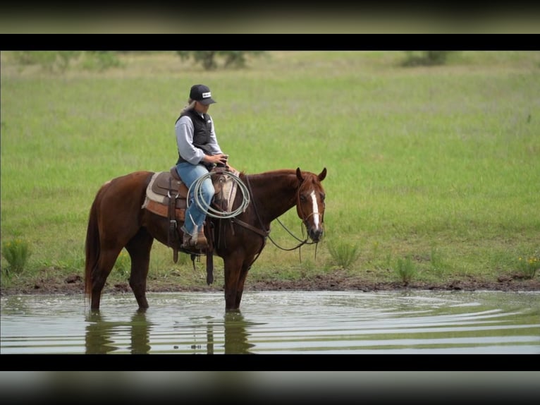 American Quarter Horse Wałach 8 lat 152 cm Cisawa in Weatherford, TX