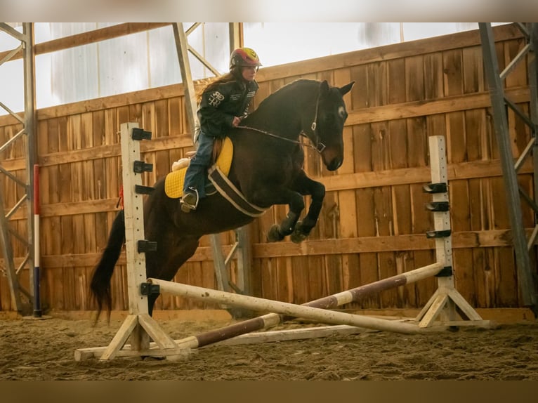 American Quarter Horse Wałach 8 lat 152 cm Gniada in Thompson