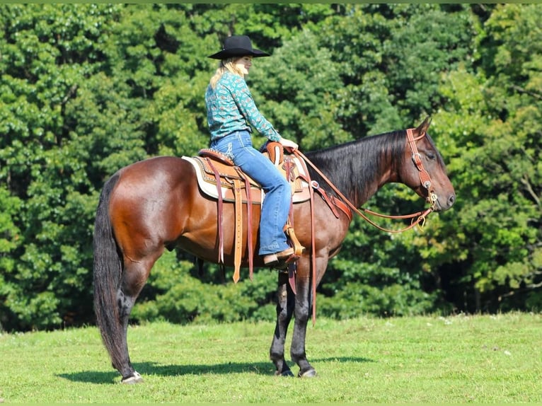 American Quarter Horse Wałach 8 lat 152 cm Gniada in Clarion, PA