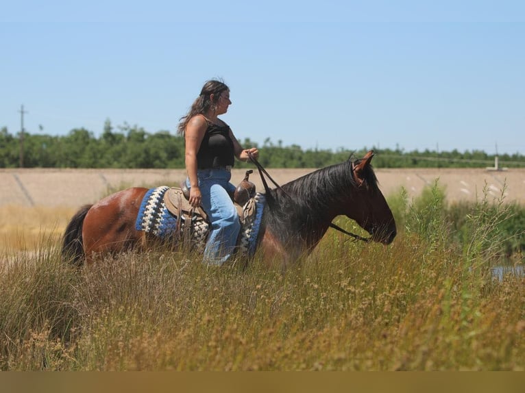 American Quarter Horse Mix Wałach 8 lat 152 cm Gniada in Waterford