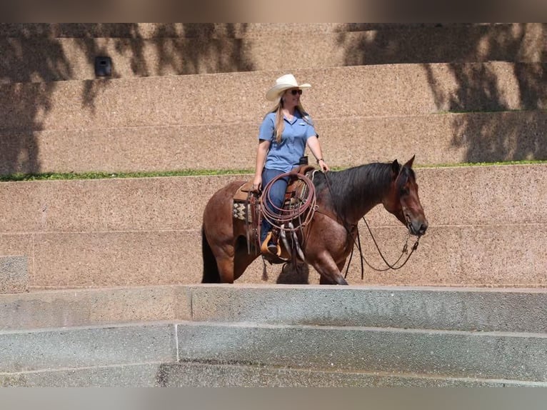 American Quarter Horse Wałach 8 lat 152 cm Gniadodereszowata in Joshua, TX