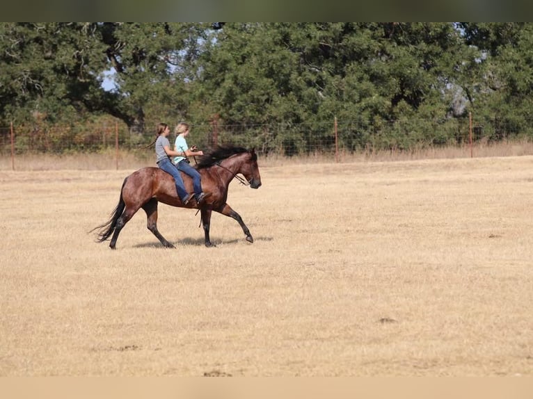 American Quarter Horse Wałach 8 lat 152 cm Gniadodereszowata in Joshua, TX