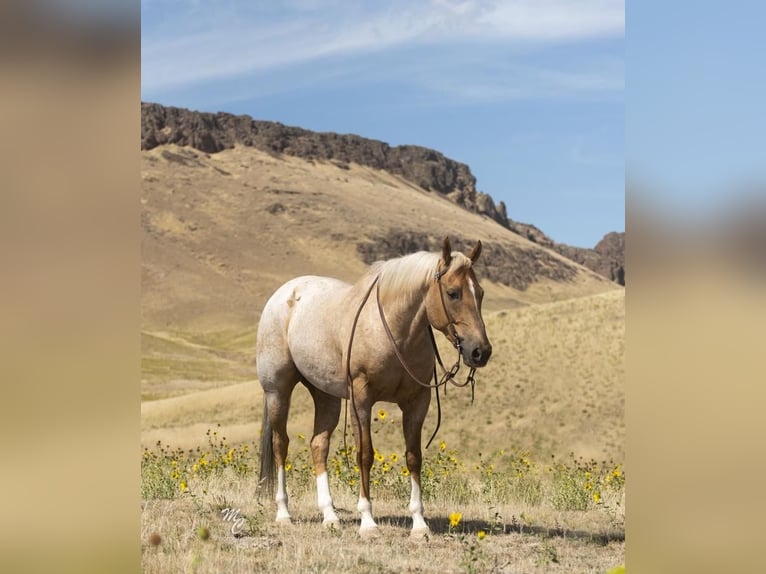 American Quarter Horse Wałach 8 lat 152 cm Izabelowata in Caldwell, ID