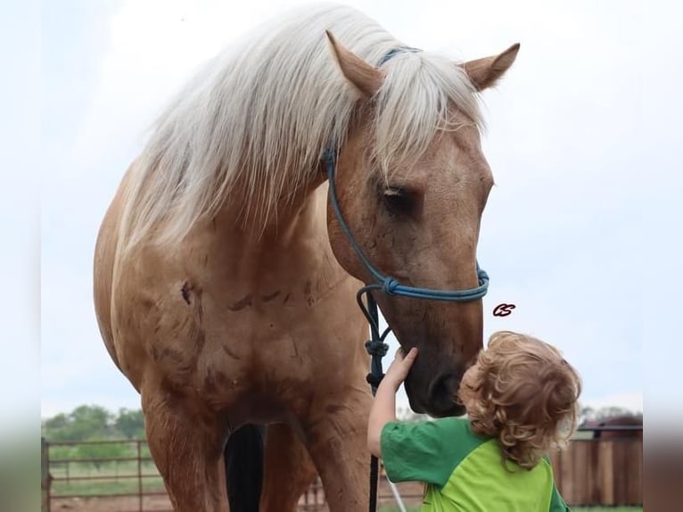 American Quarter Horse Wałach 8 lat 152 cm Izabelowata in Jacksboro, TX