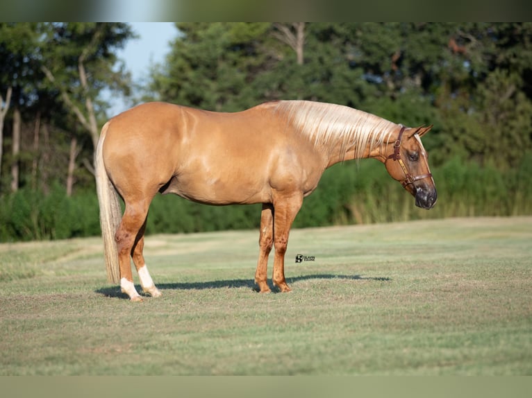 American Quarter Horse Wałach 8 lat 152 cm Izabelowata in Whitesboro