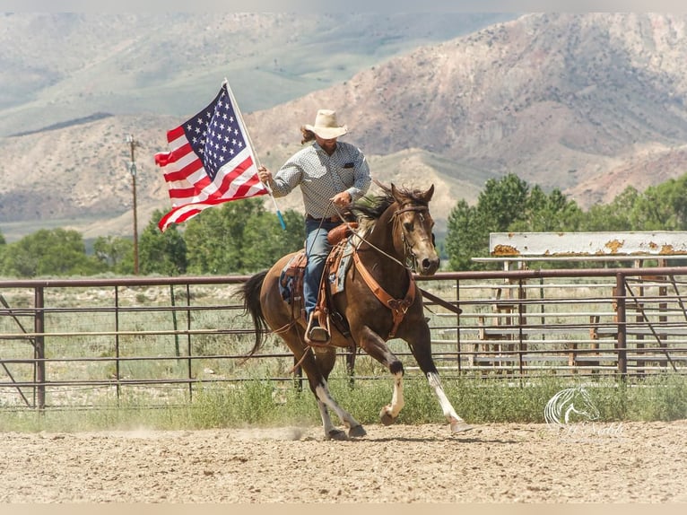 American Quarter Horse Wałach 8 lat 152 cm Jelenia in Cody, WY