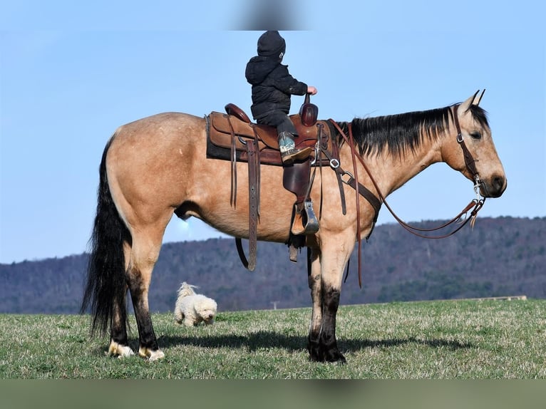 American Quarter Horse Wałach 8 lat 152 cm Jelenia in Rebersburg, PA