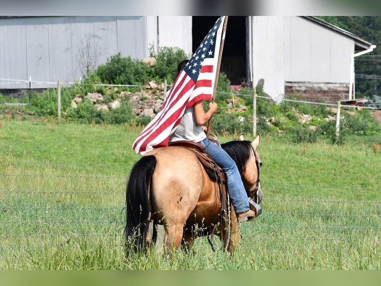 American Quarter Horse Wałach 8 lat 152 cm Jelenia in Rebersburg, PA