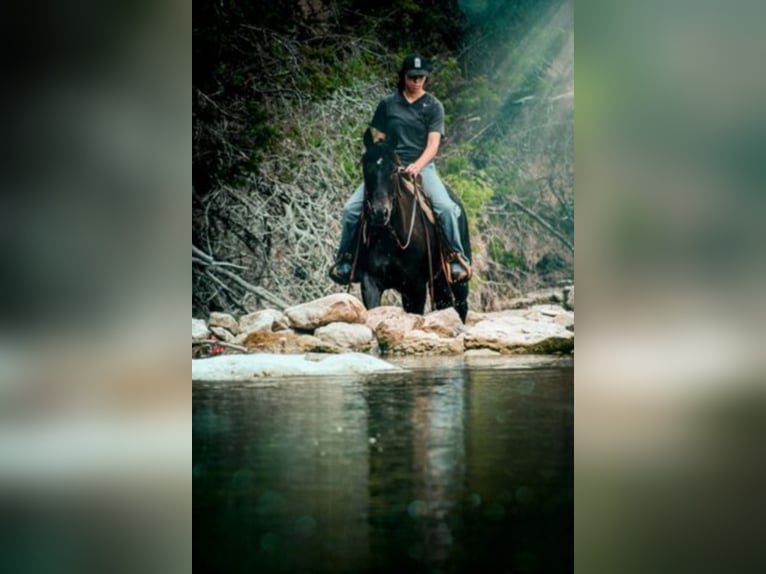 American Quarter Horse Wałach 8 lat 152 cm Kara in Bluff Dale TX