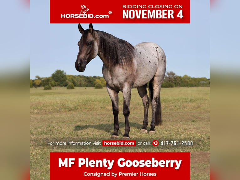 American Quarter Horse Wałach 8 lat 152 cm Karodereszowata in Buffalo, MO