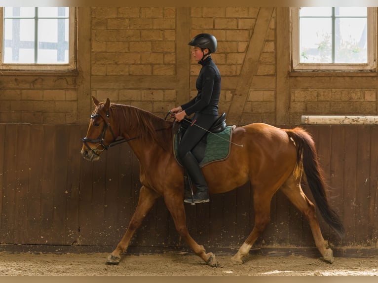 American Quarter Horse Wałach 8 lat 152 cm Kasztanowata in Großalmerode