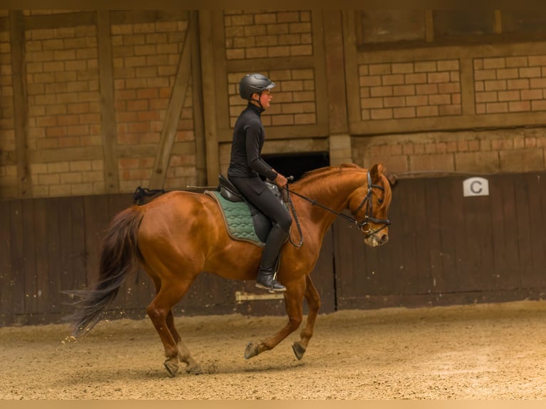 American Quarter Horse Wałach 8 lat 152 cm Kasztanowata in Großalmerode