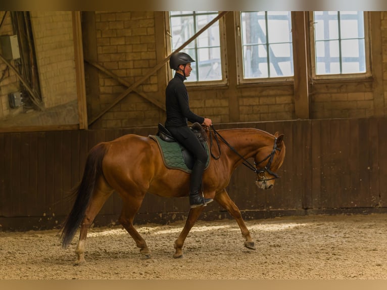 American Quarter Horse Wałach 8 lat 152 cm Kasztanowata in Großalmerode