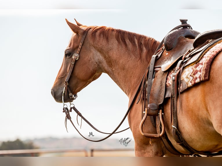 American Quarter Horse Wałach 8 lat 152 cm Kasztanowatodereszowata in River Falls, WI