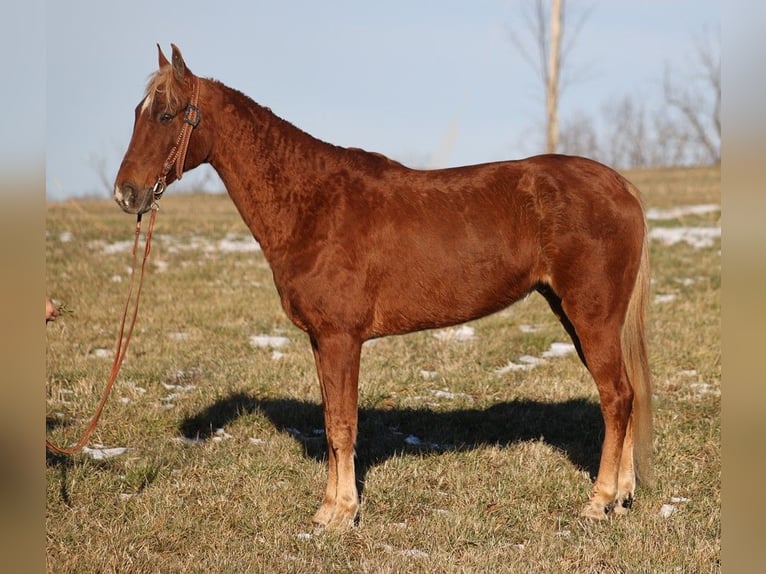 American Quarter Horse Wałach 8 lat 152 cm Siwa jabłkowita in Sandston VA