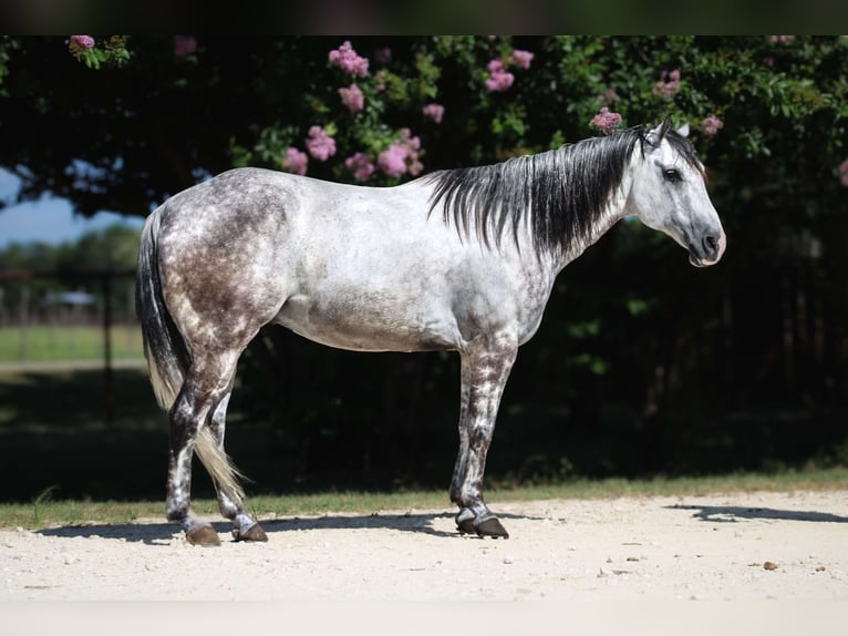 American Quarter Horse Wałach 8 lat 152 cm Siwa jabłkowita in Stephenville TX