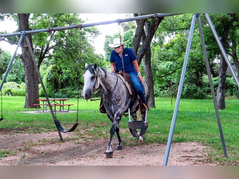 American Quarter Horse Wałach 8 lat 152 cm Siwa jabłkowita in Stephenville TX