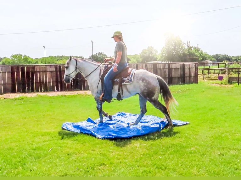 American Quarter Horse Wałach 8 lat 152 cm Siwa jabłkowita in Stephenville TX