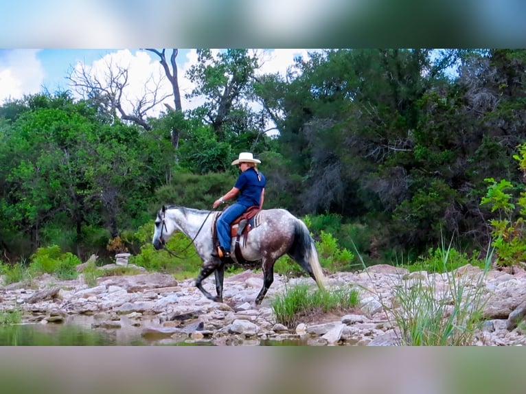 American Quarter Horse Wałach 8 lat 152 cm Siwa jabłkowita in Stephenville TX