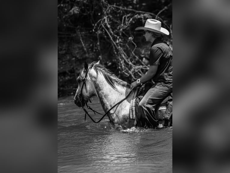 American Quarter Horse Wałach 8 lat 152 cm Siwa jabłkowita in Stephenville TX