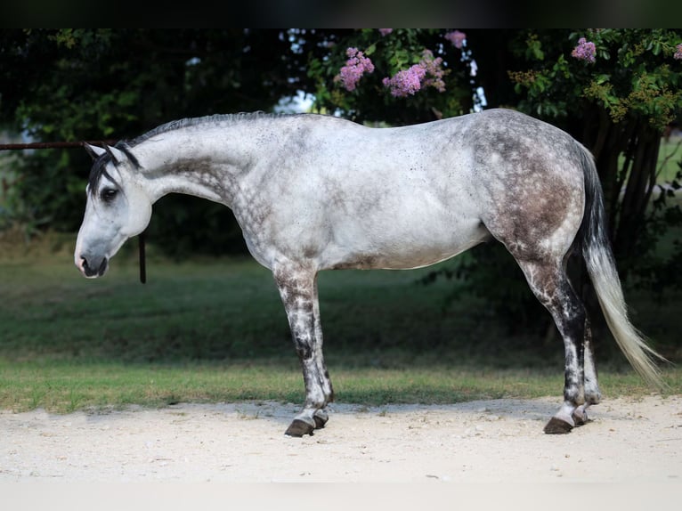 American Quarter Horse Wałach 8 lat 152 cm Siwa jabłkowita in Stephenville TX